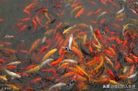 夢見有人送魚|夢見有人送魚